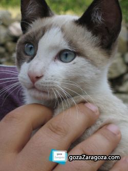El programa está dedicado a los animales de compañía El programa está dedicado a los animales de compañía