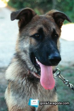 En el programa se hablará de los perros de asistencia adiestrados En el programa se hablará de los perros de asistencia adiestrados